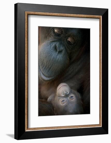 Mother Orangutan And Her Newborn Baby 1 Months - Pongo Pygmaeus-Life on White-Framed Photographic Print