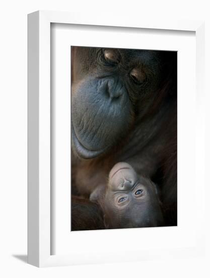 Mother Orangutan And Her Newborn Baby 1 Months - Pongo Pygmaeus-Life on White-Framed Photographic Print