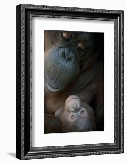 Mother Orangutan And Her Newborn Baby 1 Months - Pongo Pygmaeus-Life on White-Framed Photographic Print