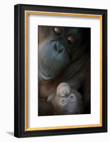 Mother Orangutan And Her Newborn Baby 1 Months - Pongo Pygmaeus-Life on White-Framed Photographic Print