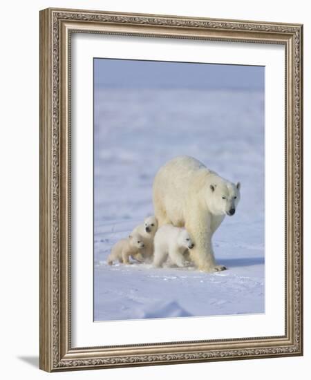 Mother Polar Bear with Three Cubs on the Tundra, Wapusk National Park, Manitoba, Canada-Keren Su-Framed Photographic Print