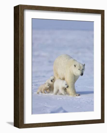 Mother Polar Bear with Three Cubs on the Tundra, Wapusk National Park, Manitoba, Canada-Keren Su-Framed Photographic Print