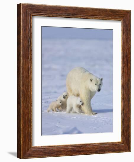 Mother Polar Bear with Three Cubs on the Tundra, Wapusk National Park, Manitoba, Canada-Keren Su-Framed Photographic Print