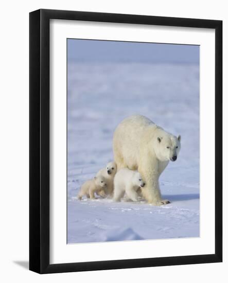 Mother Polar Bear with Three Cubs on the Tundra, Wapusk National Park, Manitoba, Canada-Keren Su-Framed Photographic Print