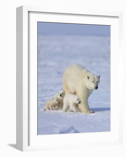 Mother Polar Bear with Three Cubs on the Tundra, Wapusk National Park, Manitoba, Canada-Keren Su-Framed Photographic Print