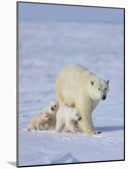 Mother Polar Bear with Three Cubs on the Tundra, Wapusk National Park, Manitoba, Canada-Keren Su-Mounted Photographic Print