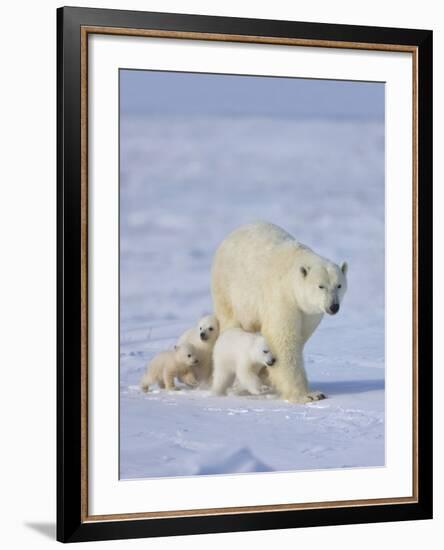 Mother Polar Bear with Three Cubs on the Tundra, Wapusk National Park, Manitoba, Canada-Keren Su-Framed Photographic Print