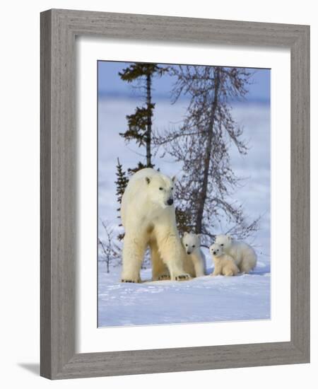 Mother Polar Bear with Three Cubs on the Tundra, Wapusk National Park, Manitoba, Canada-Keren Su-Framed Photographic Print