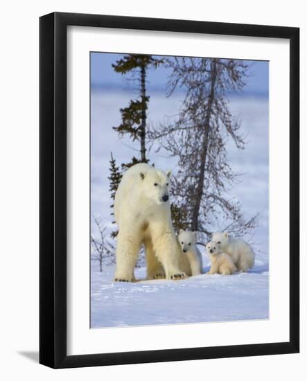 Mother Polar Bear with Three Cubs on the Tundra, Wapusk National Park, Manitoba, Canada-Keren Su-Framed Photographic Print