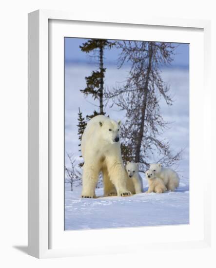 Mother Polar Bear with Three Cubs on the Tundra, Wapusk National Park, Manitoba, Canada-Keren Su-Framed Photographic Print