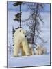 Mother Polar Bear with Three Cubs on the Tundra, Wapusk National Park, Manitoba, Canada-Keren Su-Mounted Photographic Print