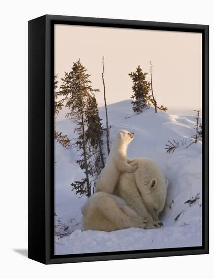 Mother Polar Bear with Three Cubs on the Tundra, Wapusk National Park, Manitoba, Canada-Keren Su-Framed Premier Image Canvas