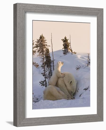 Mother Polar Bear with Three Cubs on the Tundra, Wapusk National Park, Manitoba, Canada-Keren Su-Framed Photographic Print