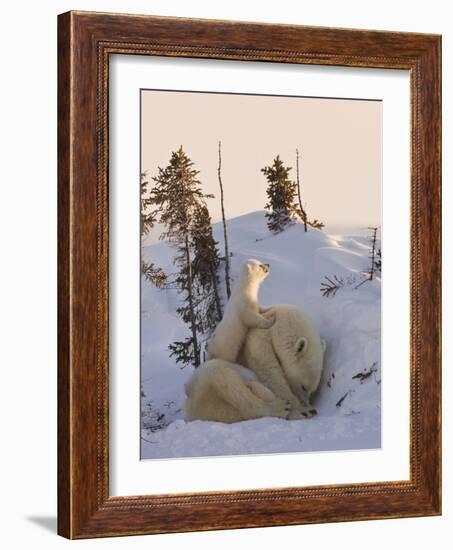 Mother Polar Bear with Three Cubs on the Tundra, Wapusk National Park, Manitoba, Canada-Keren Su-Framed Photographic Print