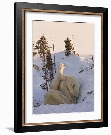 Mother Polar Bear with Three Cubs on the Tundra, Wapusk National Park, Manitoba, Canada-Keren Su-Framed Photographic Print