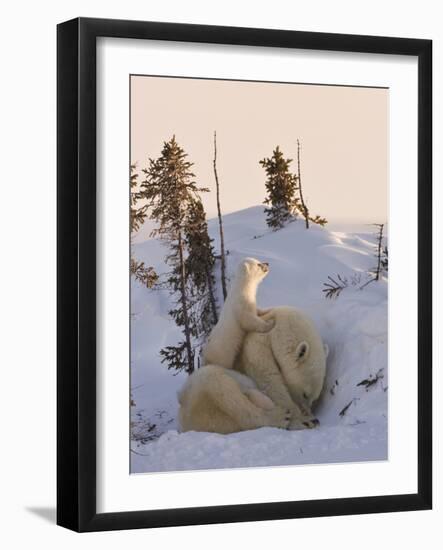 Mother Polar Bear with Three Cubs on the Tundra, Wapusk National Park, Manitoba, Canada-Keren Su-Framed Photographic Print