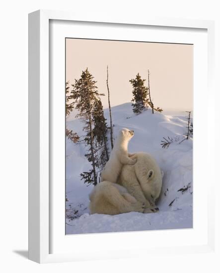 Mother Polar Bear with Three Cubs on the Tundra, Wapusk National Park, Manitoba, Canada-Keren Su-Framed Photographic Print