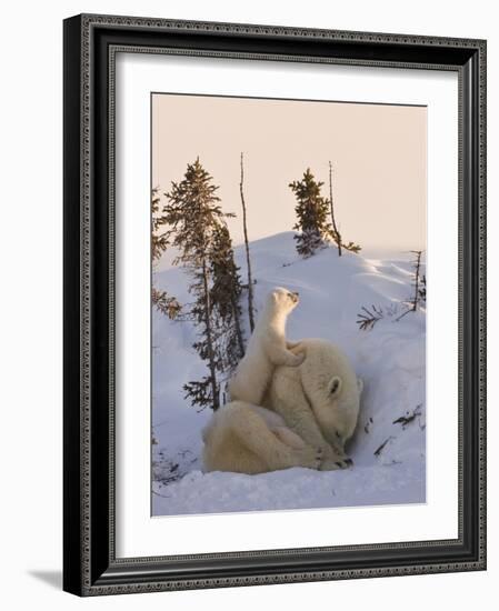 Mother Polar Bear with Three Cubs on the Tundra, Wapusk National Park, Manitoba, Canada-Keren Su-Framed Photographic Print