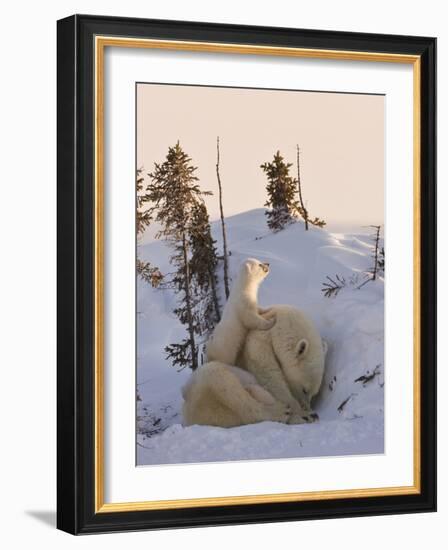 Mother Polar Bear with Three Cubs on the Tundra, Wapusk National Park, Manitoba, Canada-Keren Su-Framed Photographic Print