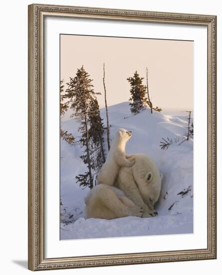 Mother Polar Bear with Three Cubs on the Tundra, Wapusk National Park, Manitoba, Canada-Keren Su-Framed Photographic Print