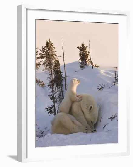 Mother Polar Bear with Three Cubs on the Tundra, Wapusk National Park, Manitoba, Canada-Keren Su-Framed Photographic Print