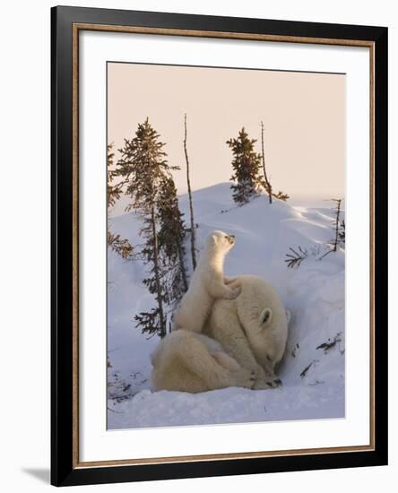 Mother Polar Bear with Three Cubs on the Tundra, Wapusk National Park, Manitoba, Canada-Keren Su-Framed Photographic Print