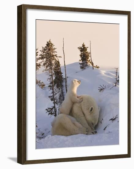 Mother Polar Bear with Three Cubs on the Tundra, Wapusk National Park, Manitoba, Canada-Keren Su-Framed Photographic Print