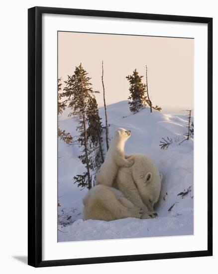 Mother Polar Bear with Three Cubs on the Tundra, Wapusk National Park, Manitoba, Canada-Keren Su-Framed Photographic Print