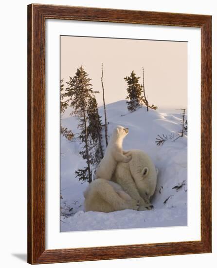 Mother Polar Bear with Three Cubs on the Tundra, Wapusk National Park, Manitoba, Canada-Keren Su-Framed Photographic Print