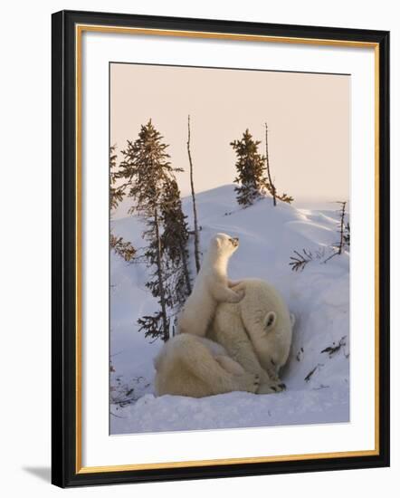 Mother Polar Bear with Three Cubs on the Tundra, Wapusk National Park, Manitoba, Canada-Keren Su-Framed Photographic Print