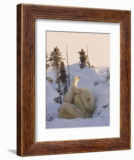 Mother Polar Bear with Three Cubs on the Tundra, Wapusk National Park, Manitoba, Canada-Keren Su-Framed Premium Photographic Print