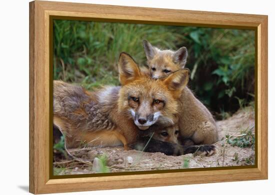 Mother Red Fox and Pups-W. Perry Conway-Framed Premier Image Canvas