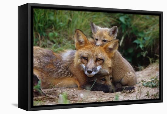 Mother Red Fox and Pups-W. Perry Conway-Framed Premier Image Canvas