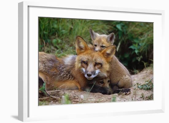 Mother Red Fox and Pups-W. Perry Conway-Framed Photographic Print