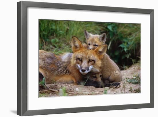 Mother Red Fox and Pups-W. Perry Conway-Framed Photographic Print