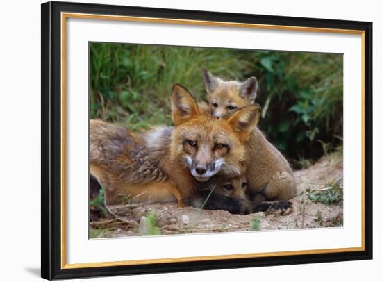 Mother Red Fox and Pups-W. Perry Conway-Framed Photographic Print