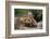 Mother Red Fox and Pups-W. Perry Conway-Framed Photographic Print