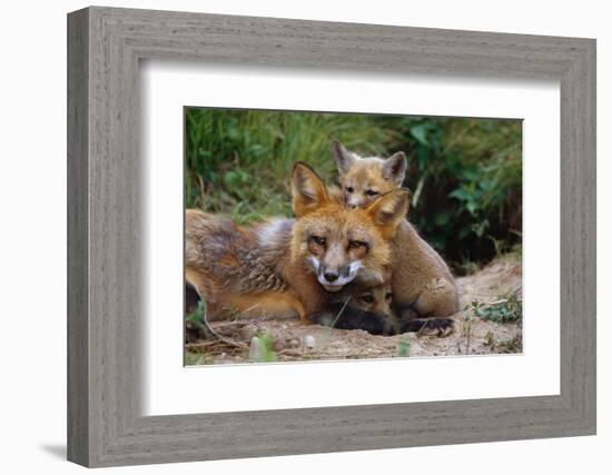 Mother Red Fox and Pups-W. Perry Conway-Framed Photographic Print