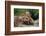 Mother Red Fox and Pups-W. Perry Conway-Framed Photographic Print