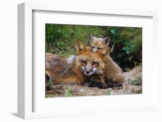 Mother Red Fox and Pups-W. Perry Conway-Framed Photographic Print