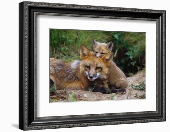 Mother Red Fox and Pups-W. Perry Conway-Framed Photographic Print