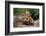 Mother Red Fox and Pups-W. Perry Conway-Framed Photographic Print