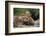 Mother Red Fox and Pups-W. Perry Conway-Framed Photographic Print