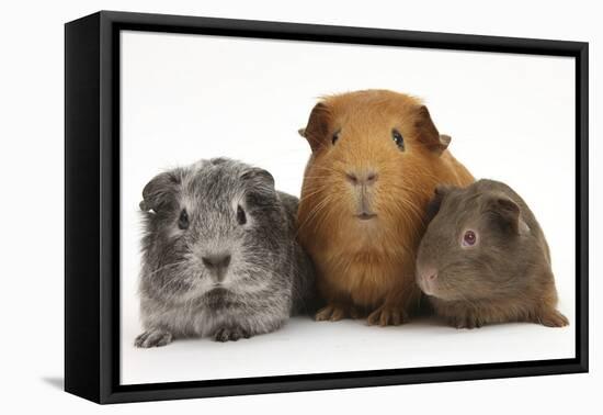 Mother Red Guinea Pig with Silver and Chocolate Babies in Line-Mark Taylor-Framed Premier Image Canvas