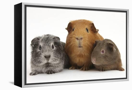 Mother Red Guinea Pig with Silver and Chocolate Babies in Line-Mark Taylor-Framed Premier Image Canvas