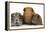 Mother Red Guinea Pig with Silver and Chocolate Babies in Line-Mark Taylor-Framed Premier Image Canvas