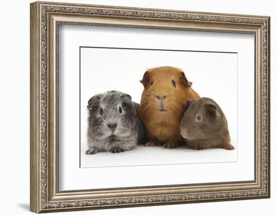 Mother Red Guinea Pig with Silver and Chocolate Babies in Line-Mark Taylor-Framed Photographic Print