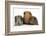 Mother Red Guinea Pig with Silver and Chocolate Babies in Line-Mark Taylor-Framed Photographic Print