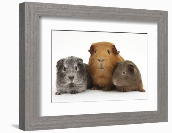 Mother Red Guinea Pig with Silver and Chocolate Babies in Line-Mark Taylor-Framed Photographic Print