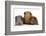 Mother Red Guinea Pig with Silver and Chocolate Babies in Line-Mark Taylor-Framed Photographic Print